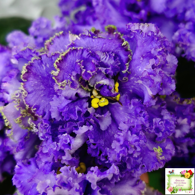 БР-Маленькое Счастье (С. и Н. Буркацкие) 2020 г.