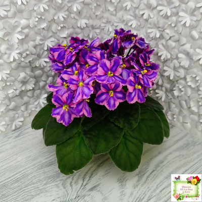 СГ-Каспер (И.Киселёва/С.Голубцова) химера