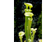 Семена Sarracenia Alata hybrid 1