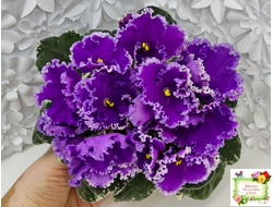 Dn-Юная Француженка (Д. Денисенко) 2016 г.