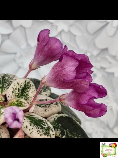 СК-Пангея (А.Кузнецов) 2014 г.