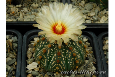 Astrophytum asterias hybr.