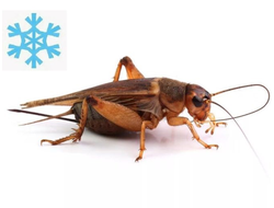 Сверчки банановые замороженные