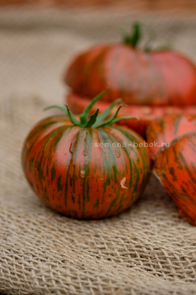 Томат Shake the Disease (Исцелись), 10 шт