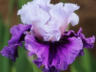 Ирис OVERSHADOWED