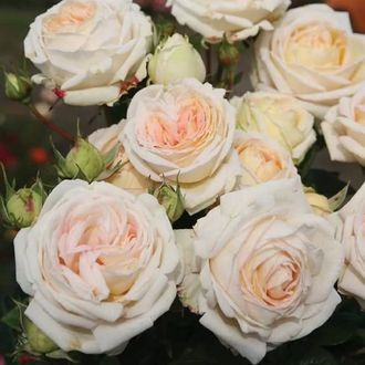 Мадам Анизет  (Madame Anisette  (Glorious Parfuma)  W. Kordes&#039; Söhne   Грандифлора