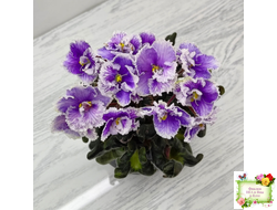 Н-Тет-а-Тет (Н. Бердникова) 2019 г. (лист посажен 21.10.25)