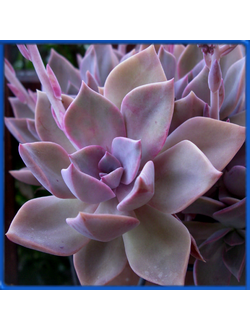 Graptoveria 'Douglas Huth'