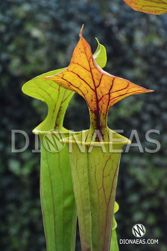 Семена Sarracenia Flava Ornata A - крупная, высокая саррацения