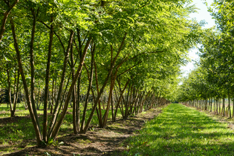 Гидролат Софора японская (Styphnolobium japonicum) плоды, 100 мл