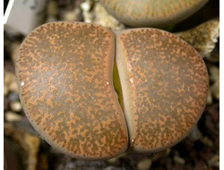 Lithops lesliei 'Albiflora' C005A (MG) - 10 семян