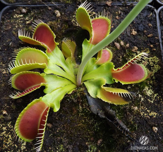 Dionaea muscipula Korrigan