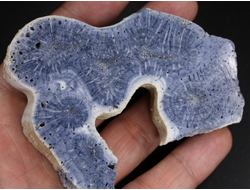 Коралл голубой Акори, Австралия (91*70*14 мм, 100 г) №37719