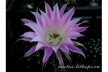 ECHINOPSIS hybrid `AVE MARIA`