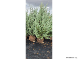 Можжевельник Мунглоу - Moonglow