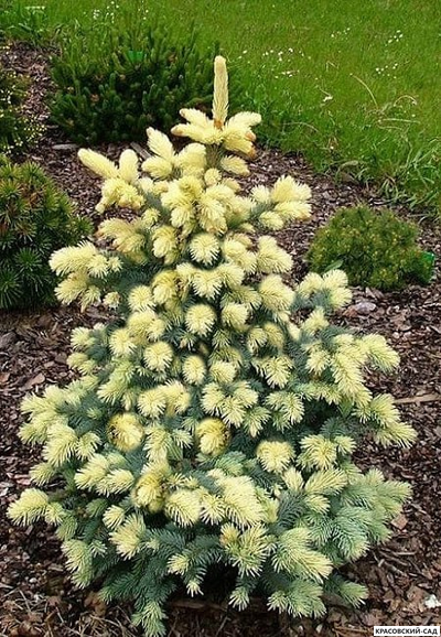 Ель колючая Биалобок - фото в саду - красовский-сад.рф