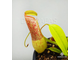 Непентес Евстахья х Грацили | Nepenthes eustachya x gracilis