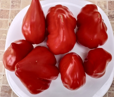 Томат Скифея (Скифская фея)