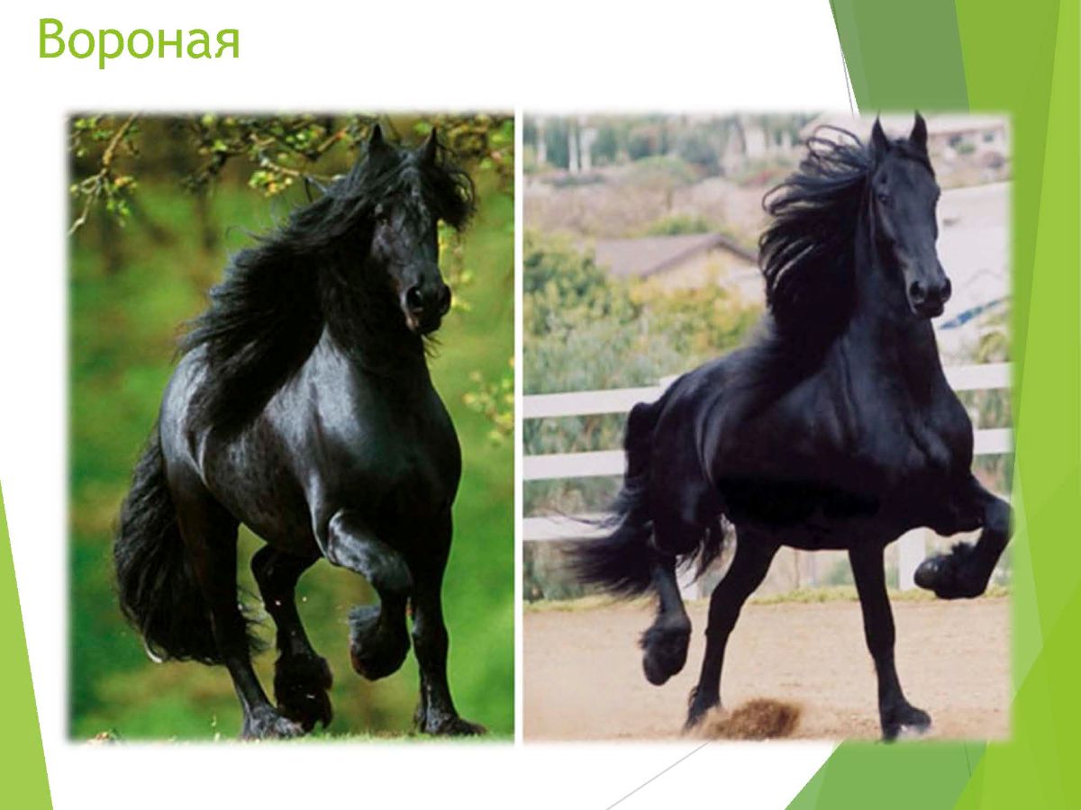 Мохноногая лошадь