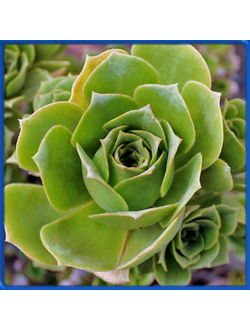 Aeonium palmense