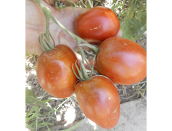 Томат Перцевидный шоколадный