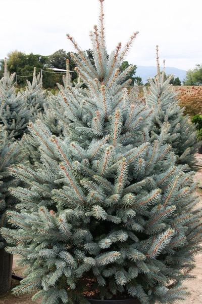 Ель колючая Fat Albert