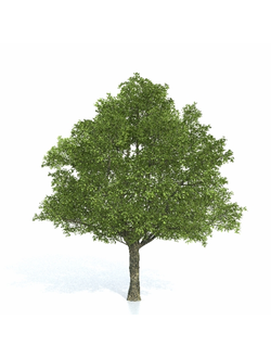 лиственные Дуб 11