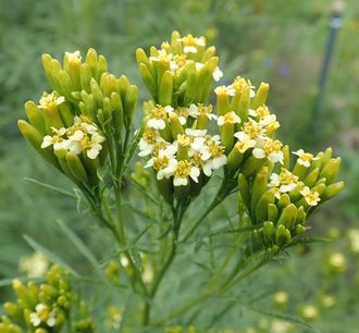 Бархатцы (Tageta minuta) цветки (5 мл) - 100% натуральное эфирное масло