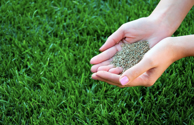 Газон  низкорастущий (Ленивый), 10кг