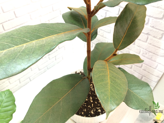 Ficus Velutina / Фикус Велюр