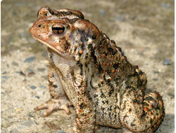 Американская жаба (Bufo americanus)