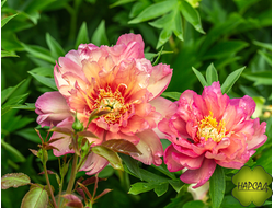 ПИОН  ДРЕВОВИДНЫЙ "ДЖУЛИЯ РОУЗ" ИТО (хамелеон) зимовавший взрослый саженец