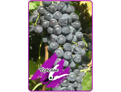 Ливадийский черный (укоренённый черенок)