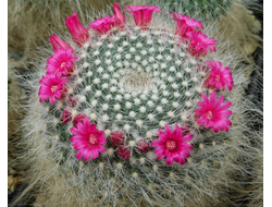 Mammillaria (Маммиллярия)