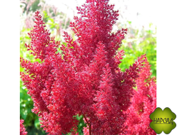 АСТИЛЬБА "САННИ ДЕЙ"  (для полутени) 35СМ