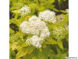 Спирея японская Мерло Голд Купить в красовский-сад.рф