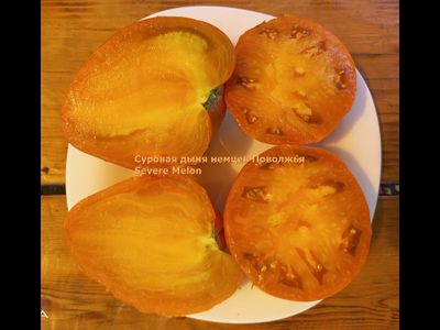 Томат Суровая Дыня немцев Поволжья (Severe Melon)