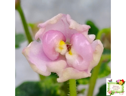 LV-Прелесть (Л. Шевелева) сеянец (стартер)