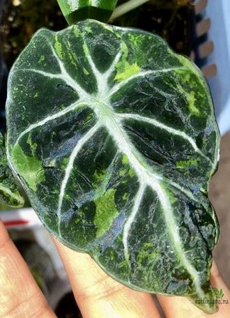 Аlocasia Black Velvet variegata / Алоказия Блек вельвет вариегатная