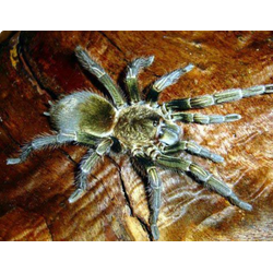 Paraphysa scrofa