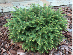 Ель обыкновенная Nidiformis, C2