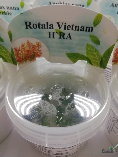 Ротала HRA (меристемная)