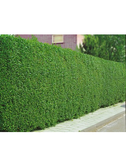 Бирючина обыкновенная