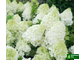 Гортензия метельчатая "Polar Bear" (Полярный Медведь)