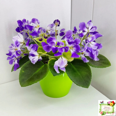 LV-Элизабет (Л. Шевелева) 2023 г.(лист посажен 29.01.26)