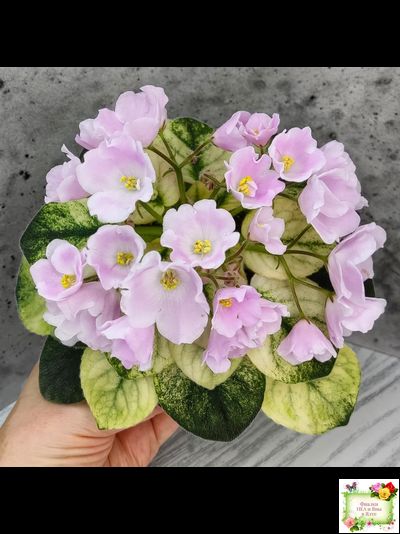 Н-Принцесса на Горошине (Н. Бердникова) 2014 г.