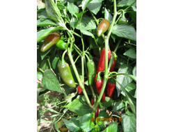 Перец острый Халапеньо ранний (Jalapeno Early)