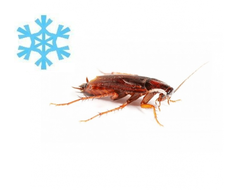 Туркменский таракан замороженный