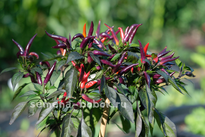 Перец Острый  Maya Black Blood, 10 шт