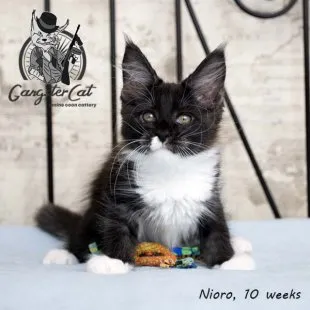 Волгоградский питомник Мейн кунов GangsterCat. Сайт: www.gangstercat.ru Тел: +7 (917) 335-09-66 (WhatsApp, Viber, Telegram), Татьяна.